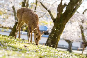 奈良公園の鹿と満開の桜　桜吹雪