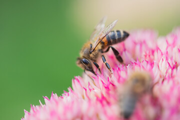 Honey bees collect pollen Spiraea flower. Macro shot.