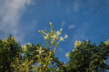 white flower bunch with green petals with sky background