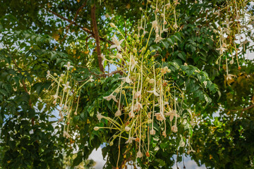 white flower bunch with green petals