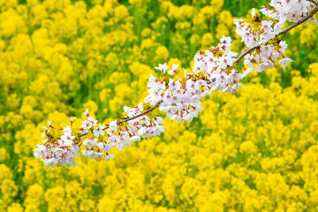 Spring background of rape field and cherry blossom branches