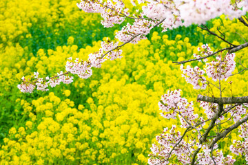 Spring background of rape field and cherry blossom branches