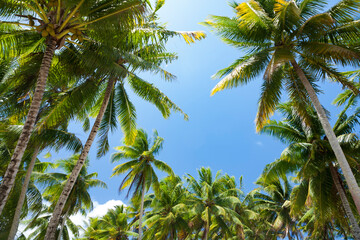 Obraz na płótnie Canvas coconut trees
