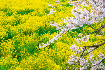 Spring background of rape field and cherry blossom branches