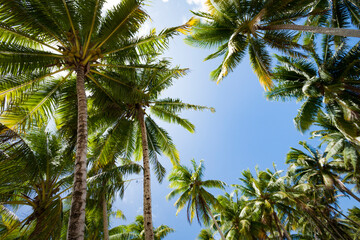 coconut trees