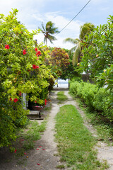 Naklejka premium beautiful alley in marshall island