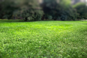 Background with fresh green lawn. Selective focus.