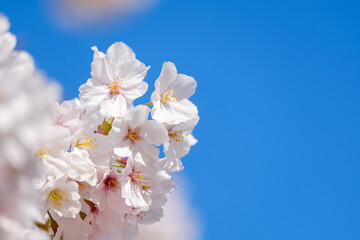 青空とソメイヨシノ　奈良公園