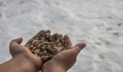 Girl holding sea shells at her hand