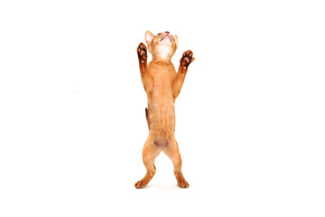 Abyssinian ginger kitten on a white background