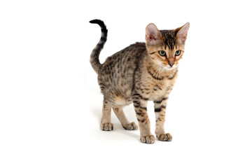 Purebred smooth-haired cat on a white background
