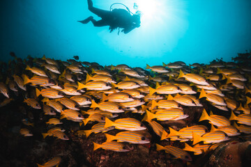 Schooling reef fish swimming among colorful reef in clear blue water, Maldives