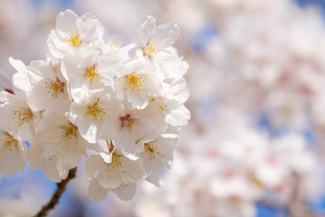 青空とソメイヨシノ　奈良公園