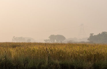 rice corp at countryside farm