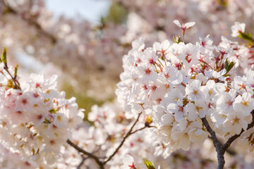 桜の花　ソメイヨシノ　クローズアップ