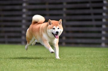 ドッグランで遊ぶ柴犬