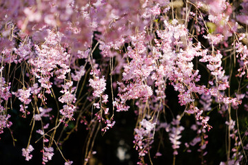 奈良公園のしだれ桜　黒背景
