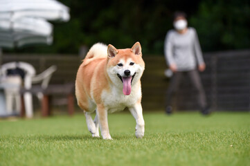 ドッグランで遊ぶ柴犬