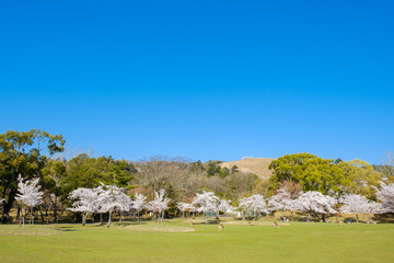 Obraz premium 奈良公園と満開の桜