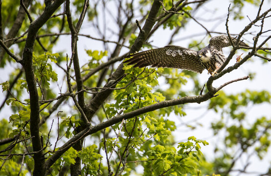 Ein Baumfalke fliegt von einem Baum los um Beute zu jagen