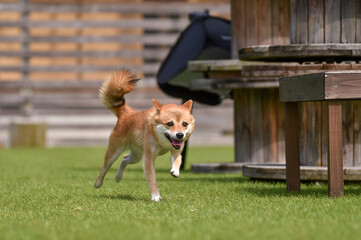 ドッグランで遊ぶ柴犬