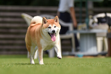 ドッグランで遊ぶ柴犬