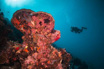 Scuba divers swimming among colorful reef ecosystems underwater, surrounded by schools of small tropical fish 