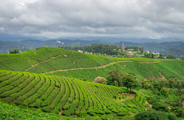 Tea gardens in the foothills of western ghat