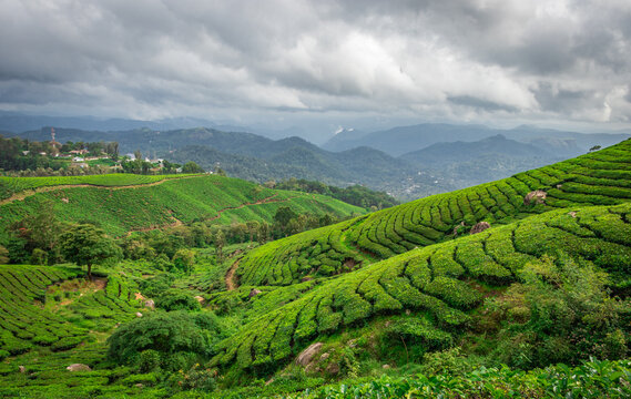 Tea gardens in the foothills of western ghat
