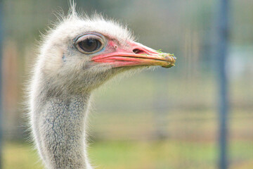 A closeup of an ostrich face.    Vancouver Zoo BC Canada
