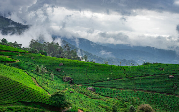 Tea gardens with misty mountains of western ghat