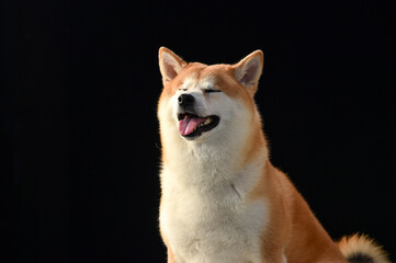 シンプル背景での柴犬のポートレート