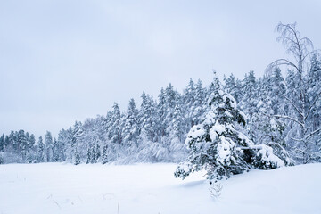 Winter forest background with copy space. Beautiful winter panorama.