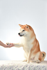 シンプル背景での柴犬のポートレート