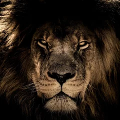 Fond de hotte en verre imprimé Lion portrait d& 39 un lion