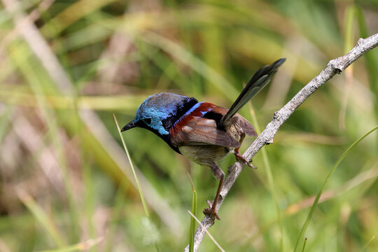 Variegated Fairywren Perched On Twig