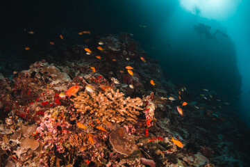 Fototapeta na wymiar Colourful underwater reef scene, small fish surrounding coral reef in blue water