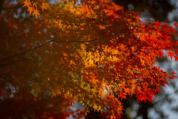 陽に照らされたもみじ