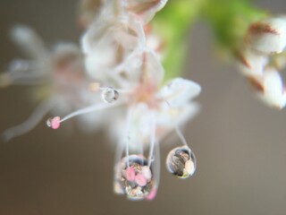 closeup of a flower