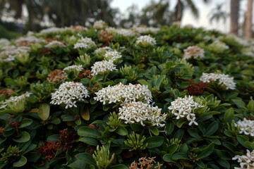   Beautiful flowers in the park  , botany , vegetation ,  natural beauty , wildflower