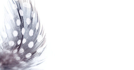 Quail feather close-up on a white background.Creative background.Happy Easter concept.Copy space for text,selective focus with shallow depth of field.
