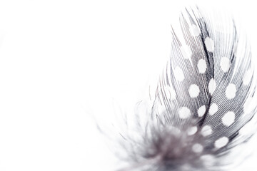 Quail feather close-up on a white background.Creative background.Happy Easter concept.Copy space for text,selective focus with shallow depth of field.