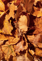 Autumn fall thematic background with dry leaves.