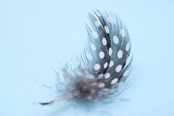 Quail feather close-up on a blue background.Creative background.Happy Easter concept.