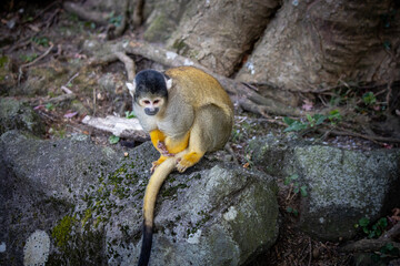 リスザルの近影