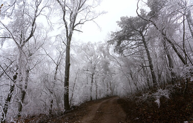 Winter in Perchtoldsdorf - Wienerwald - Niederösterreich
