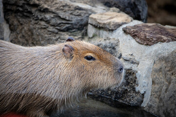 温泉につかるカピバラ