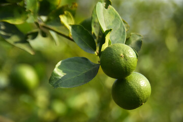Lemon fruit on tree branch in garden. Organic lemon. Raw product from garden for made to lemon juice.