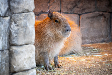 カピバラの近影