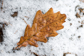 Oak leaf in the snow. Close-up of a brown leaf. Winter forest with autumn imprint